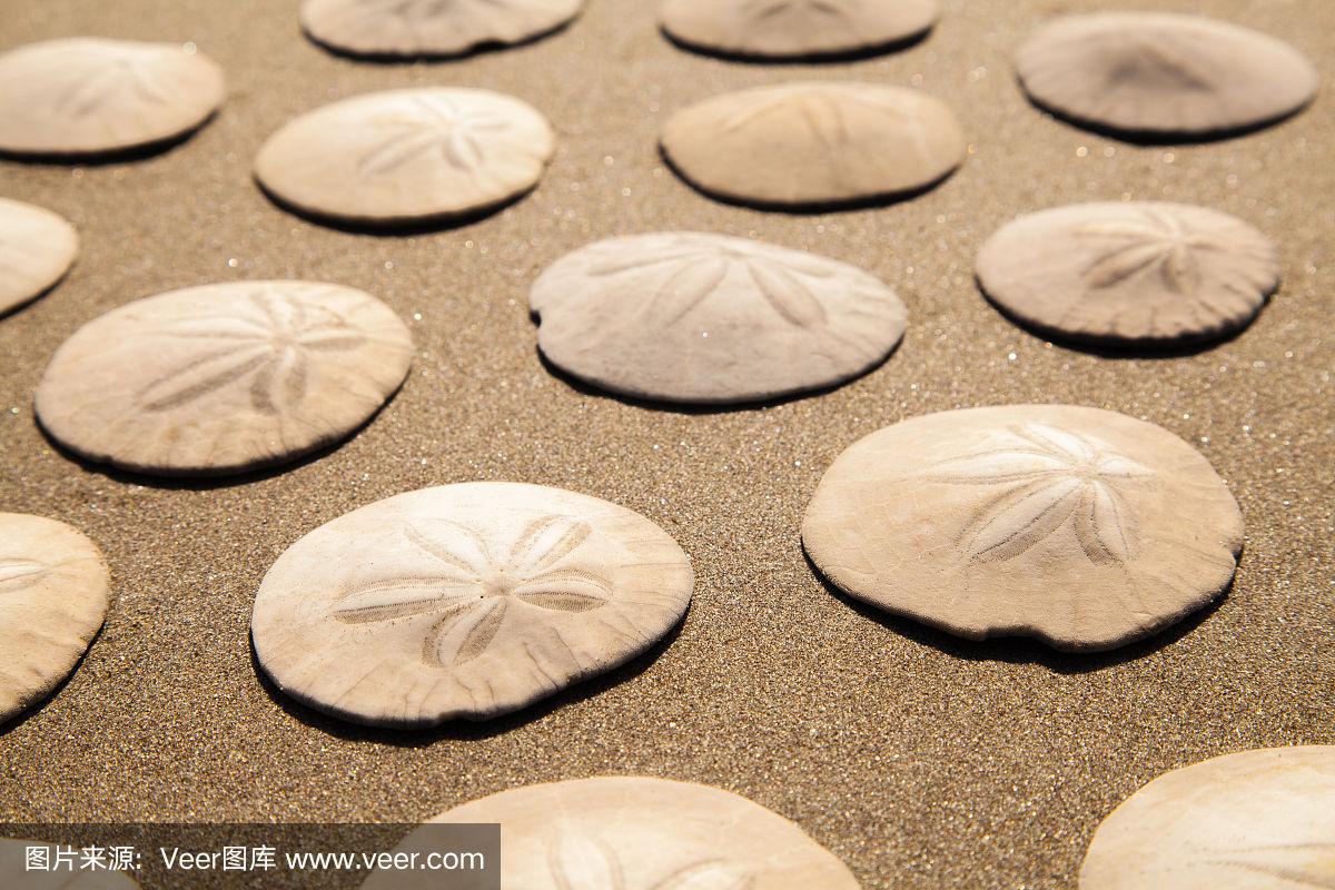 沙币图片(沙币图片怎么画简单)