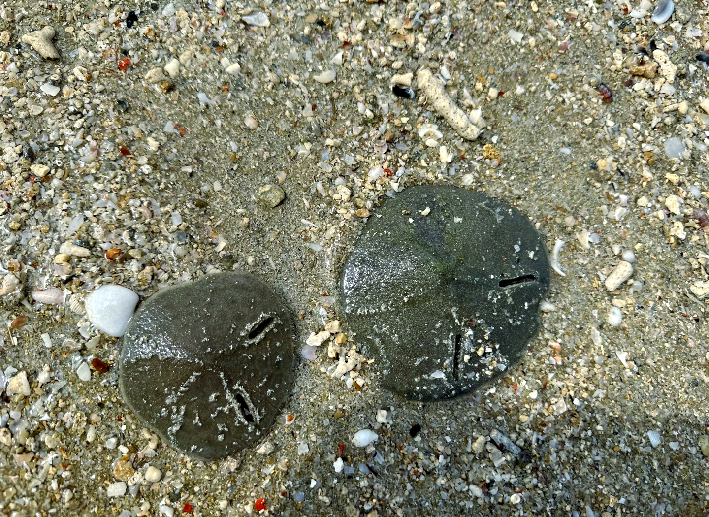 沙币图片(沙币图片怎么画简单)