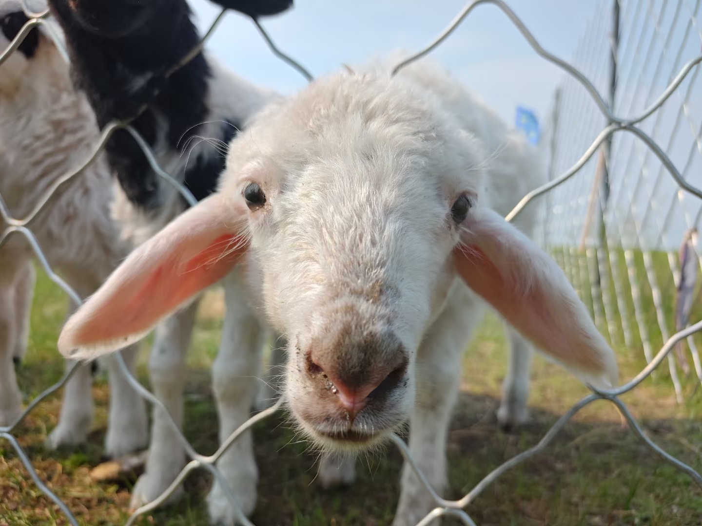 币里羊(比例样本量估算公式)