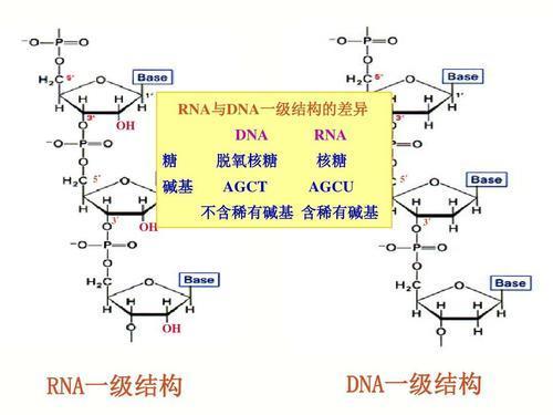 碱基币(碱基编辑技术有望成为一项主流)