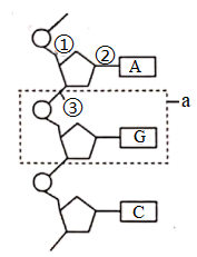 碱基币(坚几笔画) 碱基币(坚几笔画)