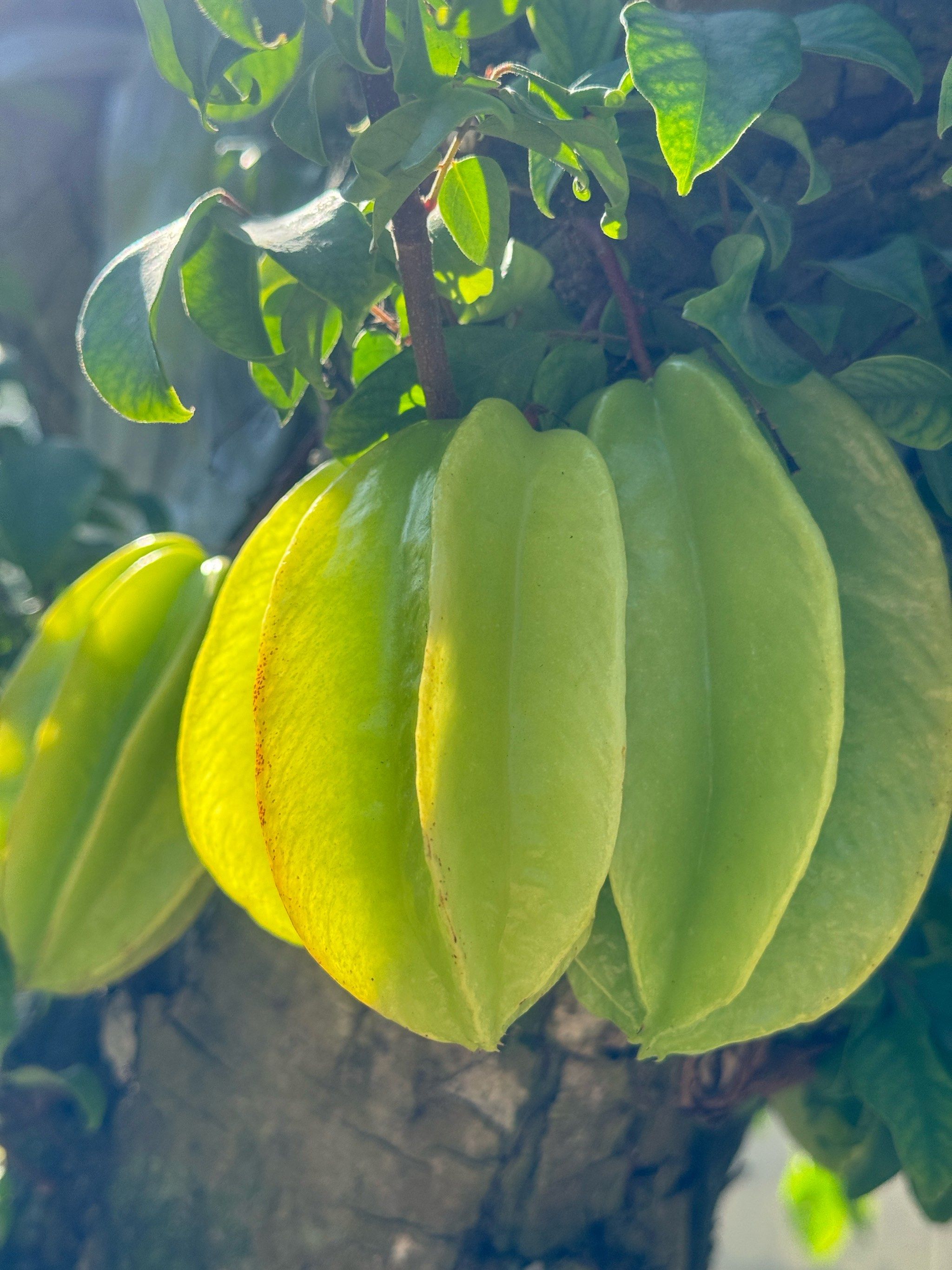 币桃(碧桃什么时候开花)