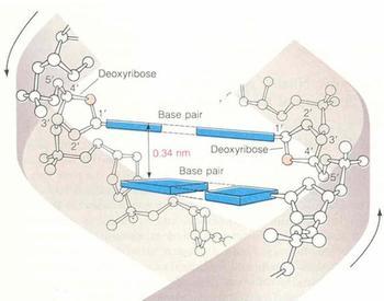 碱基币(剪辑标记点是干什么的)
